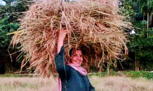 ഒറ്റക്ക് പാടം കൊയ്യാനിറങ്ങി കര്‍ഷക