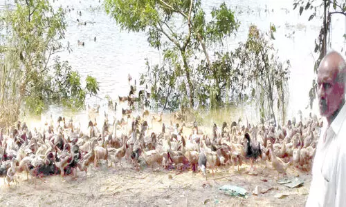 Continuous flooding Duck farmers in distress