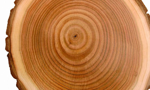 എം.എസ്​സി വുഡ് സയൻസ് ആൻഡ് ടെക്നോളജി സീറ്റൊഴിവ്​