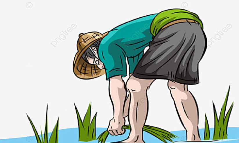 മഴ: പാലക്കാട് ജില്ല വിത്തുക്ഷാമത്തിലേക്ക് മഴ: പാലക്കാട് ജില്ല വിത്തുക്ഷാമത്തിലേക്ക്