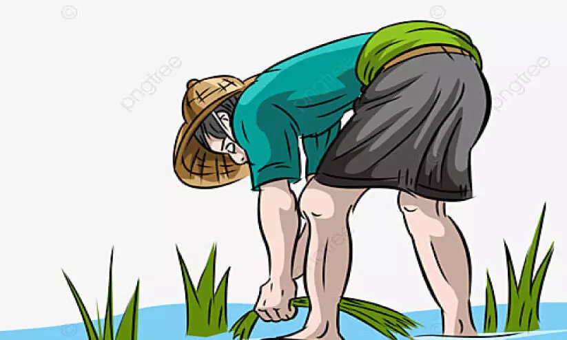 മഴ: പാലക്കാട് ജില്ല വിത്തുക്ഷാമത്തിലേക്ക് മഴ: പാലക്കാട് ജില്ല വിത്തുക്ഷാമത്തിലേക്ക്