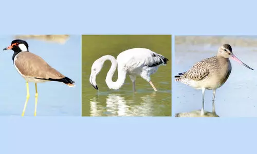 സുൽത്താനേറ്റിൽ ഇനി കിളി​ക്കൊഞ്ചൽ കാലം...