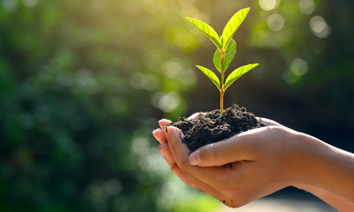 ബാത്തിനയിലേക്ക് വിത്തും തൈകളുമായി   സന്നദ്ധ പ്രവർത്തകർ