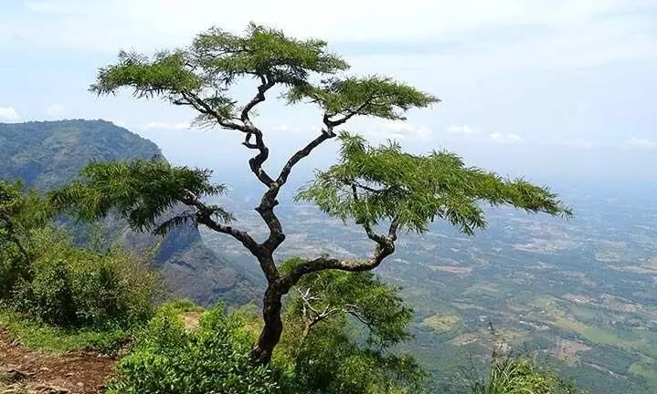 നെല്ലിയാമ്പതി ടൂറിസം പോയൻറുകളിൽ സുരക്ഷയൊരുക്കുന്നതിൽ പാളിച്ച