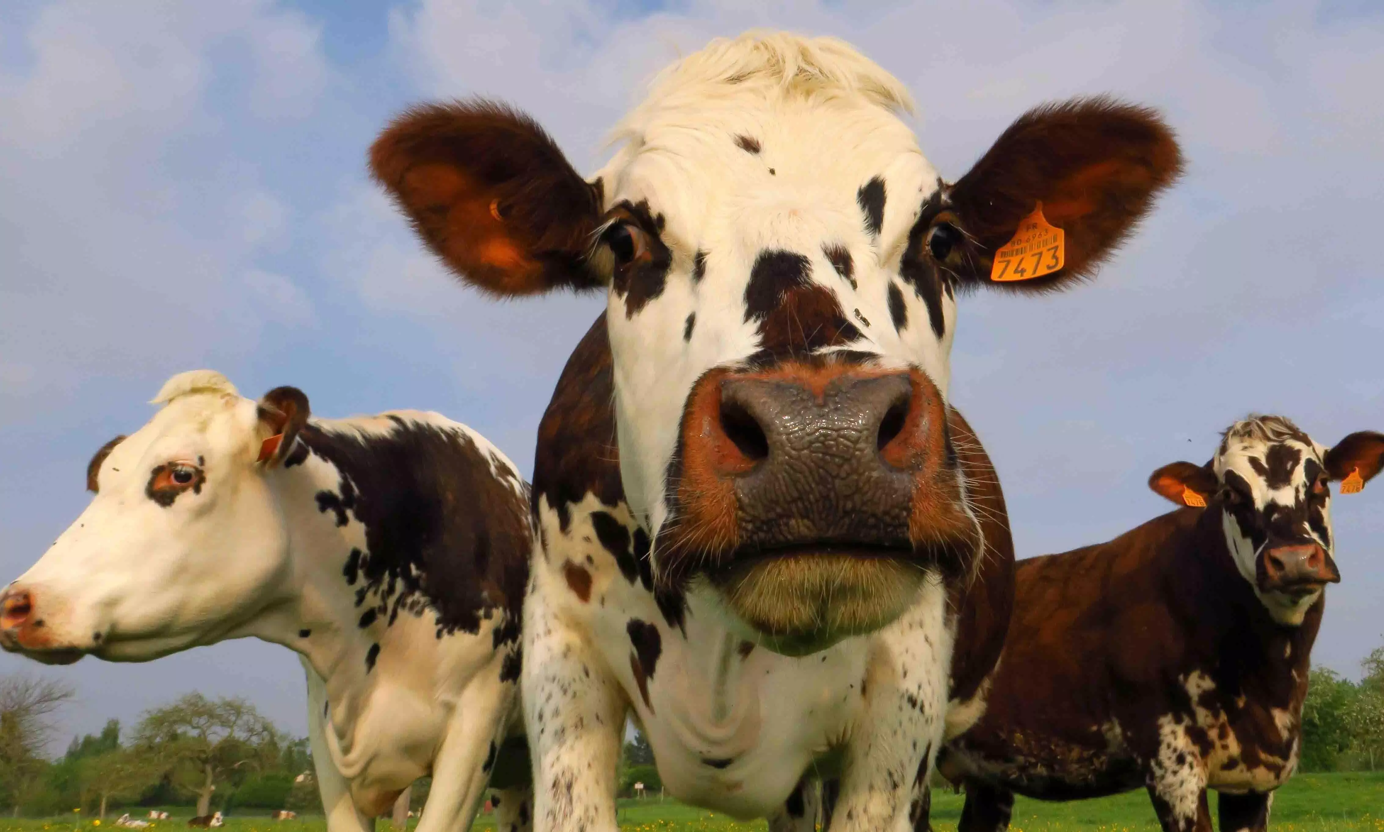 Gas Giants: Cows Emit Dangerous Amounts of Methane. Can We Stop Them?