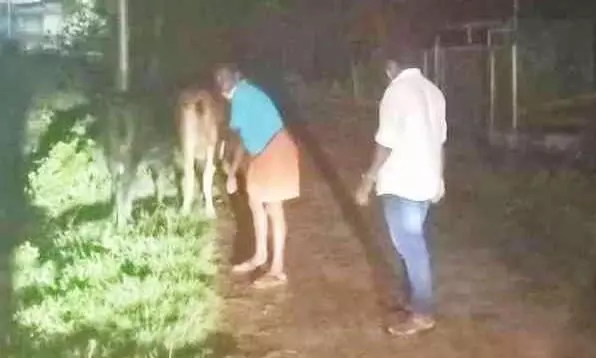 മേയാൻ വിടുന്ന കാലികളെ കെട്ടിയിടാത്തത് റോഡ് അപകടങ്ങൾക്ക് ഇടയാക്കുന്നു മേയാൻ വിടുന്ന കാലികളെ കെട്ടിയിടാത്തത് റോഡ് അപകടങ്ങൾക്ക് ഇടയാക്കുന്നു