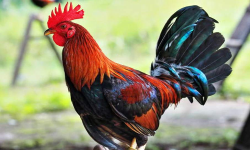 കോ​ഴി​ക്കോ​ട് കോർപറേഷൻ കോഴിവളർത്തൽ പദ്ധതി: കോഴിവിതരണത്തിലും അഴിമതിയെന്ന്​ പരാതി