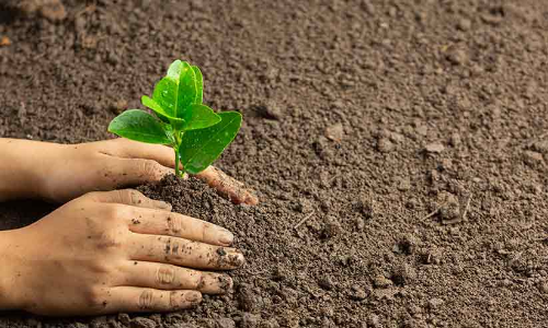 hand-planting-seedlings-ground