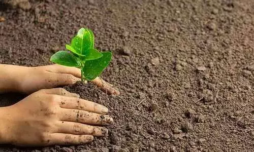 hand-planting-seedlings-ground