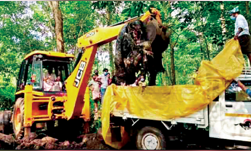 പ്രതിഷേധം ഫലം കണ്ടു; കാട്ടാനയുടെ ജഡം മാറ്റി സംസ്കരിച്ചു