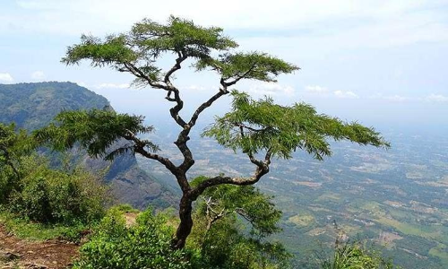 നെല്ലിയാമ്പതി ടൂറിസം പോയൻറുകളിൽ സുരക്ഷയൊരുക്കുന്നതിൽ പാളിച്ച