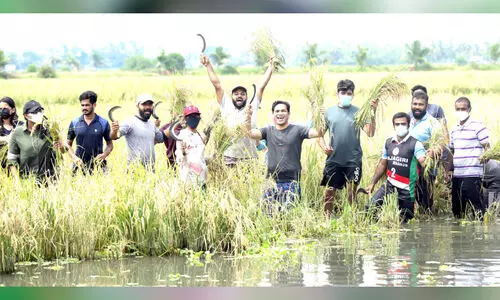 കൊയ്യാം, കൊയ്ത്ത് പഠിക്കാം... കടമക്കുടി വില്ലേജ് ഫെസ്​റ്റിന് തുടക്കം