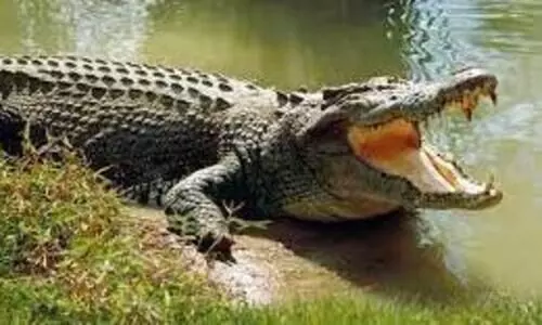 പ്രളയത്തിനുപിറകെ കു​ളി​ക്ക​ട​വി​ൽ മു​ത​ല; തീ​ര​ത്തു​ള്ള​വ​ർ ജാ​ഗ്ര​ത പു​ല​ർ​ത്ത​ണ​മെ​ന്ന്