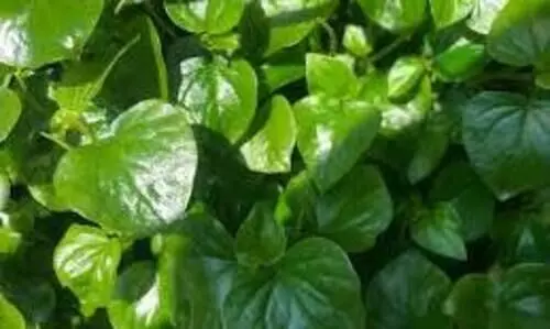 നിസ്സാരനല്ല മഷിത്തണ്ട്, ഔഷധഗുണങ്ങളറിയാം നിസ്സാരനല്ല മഷിത്തണ്ട്, ഔഷധഗുണങ്ങളറിയാം