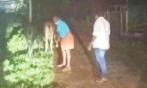 മേയാൻ വിടുന്ന കാലികളെ കെട്ടിയിടാത്തത് റോഡ് അപകടങ്ങൾക്ക് ഇടയാക്കുന്നു