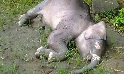 കാട്ടാനയുടെ ജഡം കണ്ടെത്തി