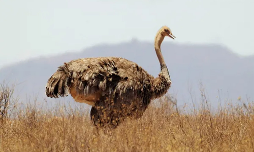 ചെന്നൈ വണ്ടലൂർ മൃഗശാലയിൽ അഞ്ച് ഒട്ടകപ്പക്ഷികളും ഒരു സിംഹവും ചത്തു