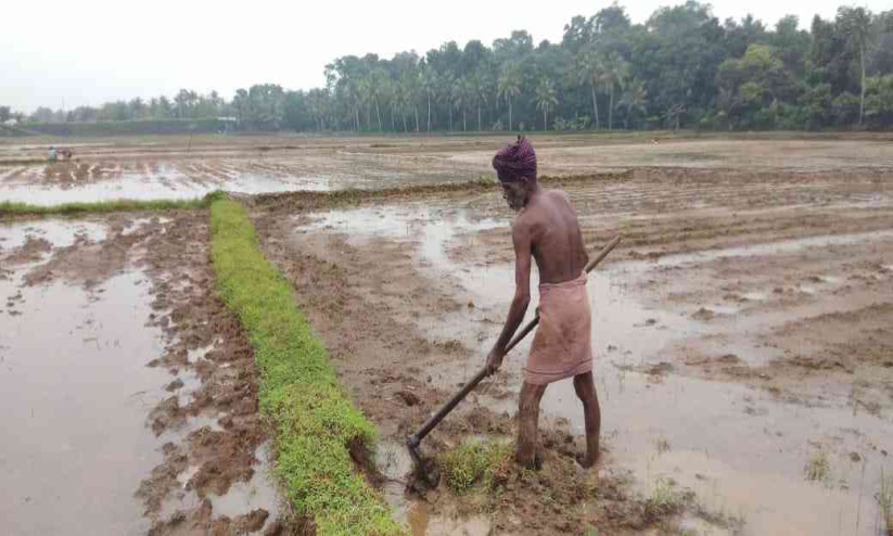 Paddy farmers Paddy farmers