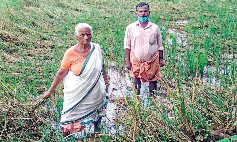 paddy cultivation paddy cultivation