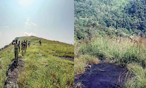 ഉ​ൾ​വ​ന​ത്തി​ൽ വ​നം വ​കു​പ്പി​െൻറ ക​ഞ്ചാ​വ് കൃ​ഷി പ​രി​ശോ​ധ​ന;  കാ​ട്ടി​ൽ ക‍്യാ​മ്പ് ചെ​യ്താ​യി​രു​ന്നു പ​രി​ശോ​ധ​ന