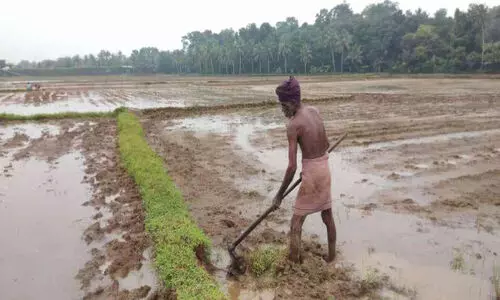 Paddy farmers