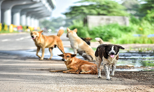 street dog