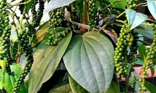 ഇറക്കുമതിയും കള്ളക്കടത്തും തിരിച്ചടി; കുരുമുളക്​ വില കുത്തനെ ഇടിഞ്ഞു