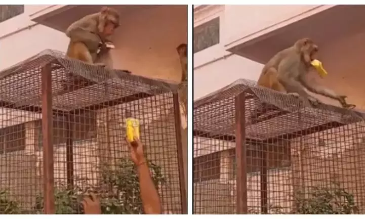 Monkey returns mans glasses only after getting a treat in viral video. Intelligent, says Internet