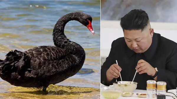 രുചികരമായ കറുത്ത അരയന്ന മാംസം കഴിക്കൂ...; ഭക്ഷ്യക്ഷാമത്തിനിടയിൽ ജനങ്ങളോട് ഉത്തരകൊറിയ രുചികരമായ കറുത്ത അരയന്ന മാംസം കഴിക്കൂ...; ഭക്ഷ്യക്ഷാമത്തിനിടയിൽ ജനങ്ങളോട് ഉത്തരകൊറിയ