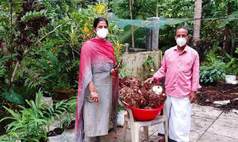 മണ്ണില്ലാ ചേനകൃഷിയിൽ നൂറുമേനി വിളവ് മണ്ണില്ലാ ചേനകൃഷിയിൽ നൂറുമേനി വിളവ്