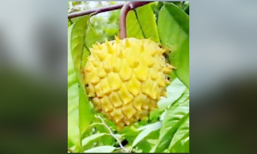 റൊളീനിയ മലയോരത്തും ഫലമണിഞ്ഞു റൊളീനിയ മലയോരത്തും ഫലമണിഞ്ഞു