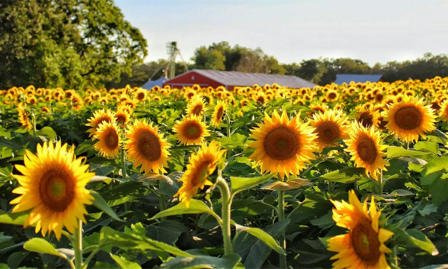 വരവേൽക്കും...സൂര്യകാന്തി പൂക്കാലം