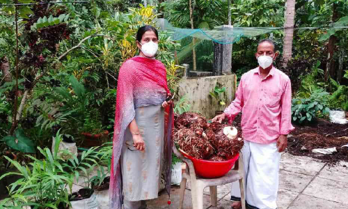 മണ്ണില്ലാ ചേനകൃഷിയിൽ നൂറുമേനി വിളവ്