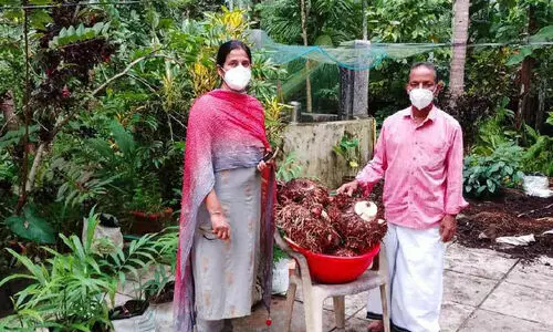 മണ്ണില്ലാ ചേനകൃഷിയിൽ നൂറുമേനി വിളവ്