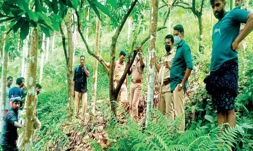 കാ​ടു​ക​യ​റാ​തെ ക​ടു​വ; തി​ങ്ക​ളാ​ഴ്ച​യും തൊ​ഴി​ലാ​ളി​ക​ൾ ക​ണ്ടു