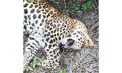 തേയിലത്തോട്ടത്തിൽ പുള്ളിപ്പുലിയുടെ ജഡം