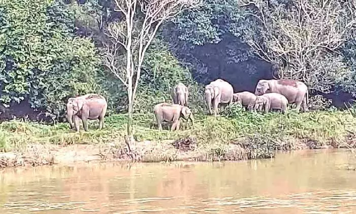 മുട്ടങ്കരയിൽ കാട്ടാനക്കൂട്ടം ഭീതിവിതക്കുന്നു