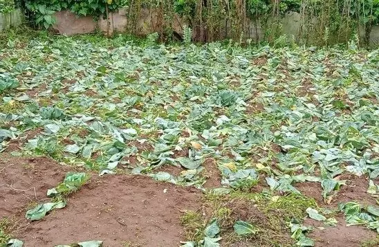 ക്ഷേത്ര പറമ്പിലെ പച്ചക്കറി കൃഷി നശിപ്പിച്ചു