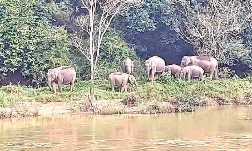 മുട്ടങ്കരയിൽ കാട്ടാനക്കൂട്ടം ഭീതിവിതക്കുന്നു