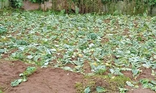 ക്ഷേത്ര പറമ്പിലെ പച്ചക്കറി കൃഷി നശിപ്പിച്ചു