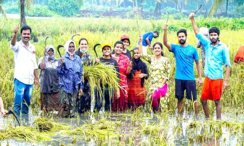 പൊക്കാളി കൊയ്ത്ത് ഗ്രാമീണ കാർഷികോത്സവമാക്കി വിദ്യാർഥികൾ