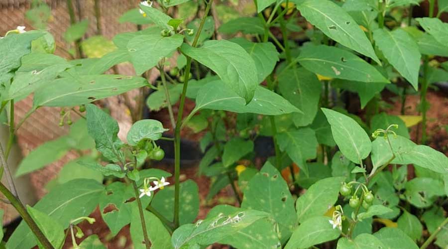 കരൾ അർബുദ ചികിത്സയിൽ മണത്തക്കാളി ഫലപ്രദമെന്ന് ഗവേഷണ ഫലം കരൾ അർബുദ ചികിത്സയിൽ മണത്തക്കാളി ഫലപ്രദമെന്ന് ഗവേഷണ ഫലം