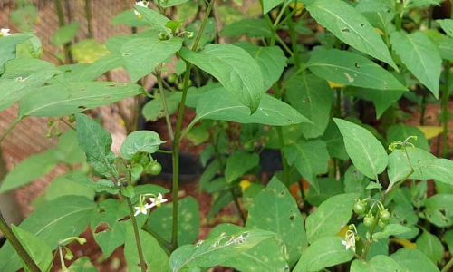 കരൾ അർബുദ ചികിത്സയിൽ മണത്തക്കാളി ഫലപ്രദമെന്ന്​ ഗവേഷണ ഫലം