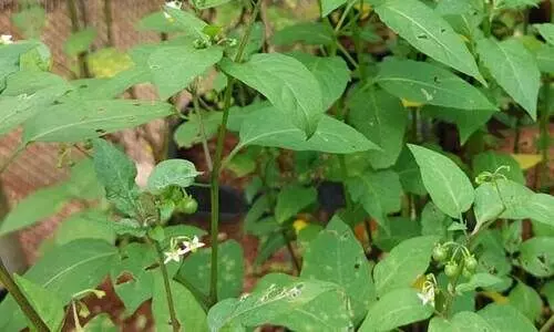 കരൾ അർബുദ ചികിത്സയിൽ മണത്തക്കാളി ഫലപ്രദമെന്ന്​ ഗവേഷണ ഫലം