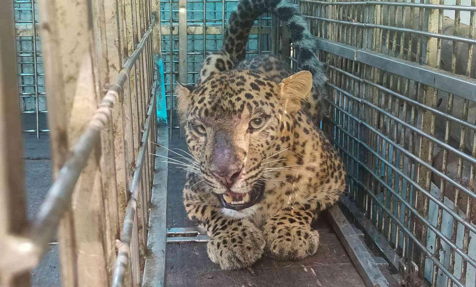 നാട്ടുകാരുടെ ഉറക്കുംകെടുത്തിയ പുലിയെ കൂട്ടിലാക്കി നാട്ടുകാരുടെ ഉറക്കുംകെടുത്തിയ പുലിയെ കൂട്ടിലാക്കി