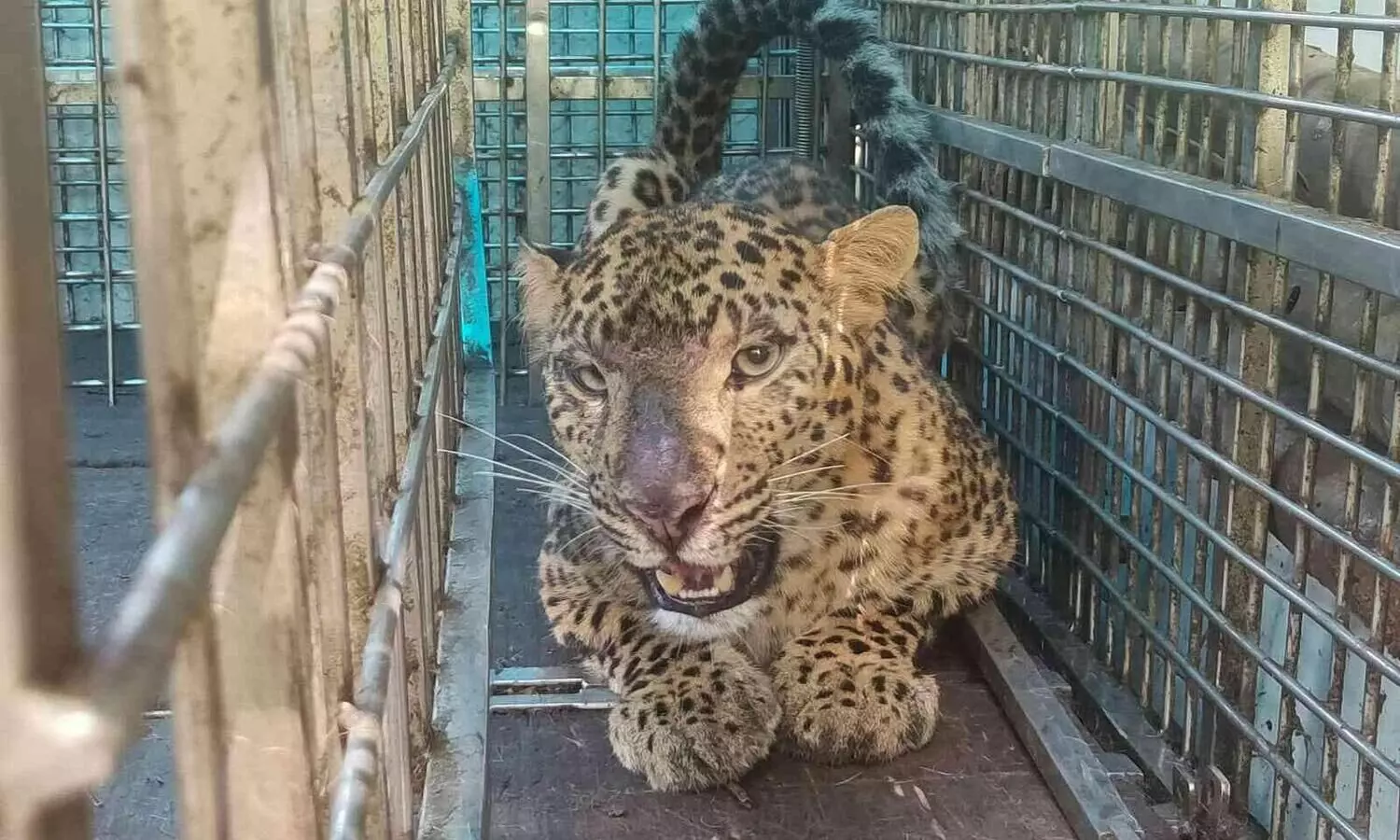 നാട്ടുകാരുടെ ഉറക്കുംകെടുത്തിയ പുലിയെ കൂട്ടിലാക്കി