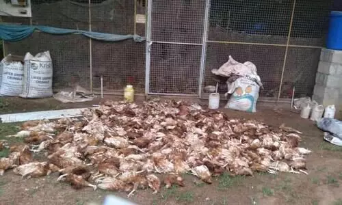 കാട്ടുപന്നികളുടെ ആക്രമണത്തിൽ ആയിരത്തോളം കോഴികൾ ചത്തു