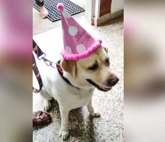 police dog lisi police dog lisi