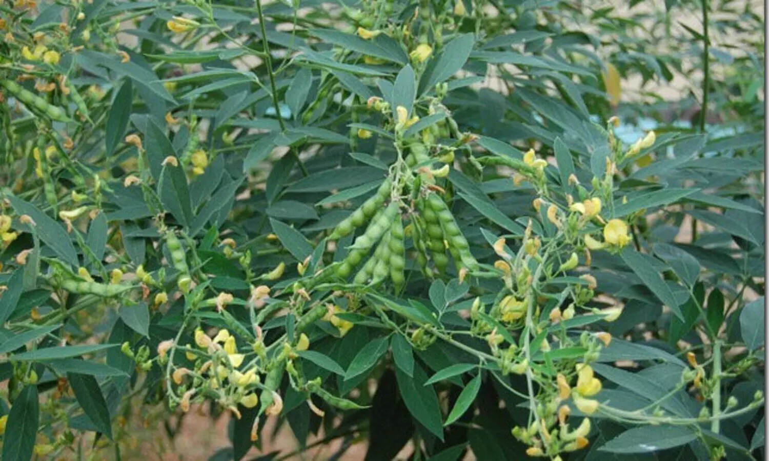 തുവര കൃഷി ചെയ്യാം ഈസിയായി