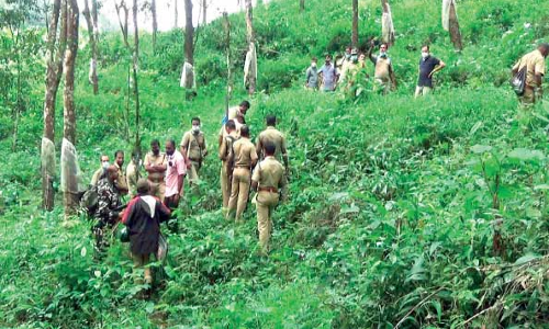 Tiger, karuvarakundu